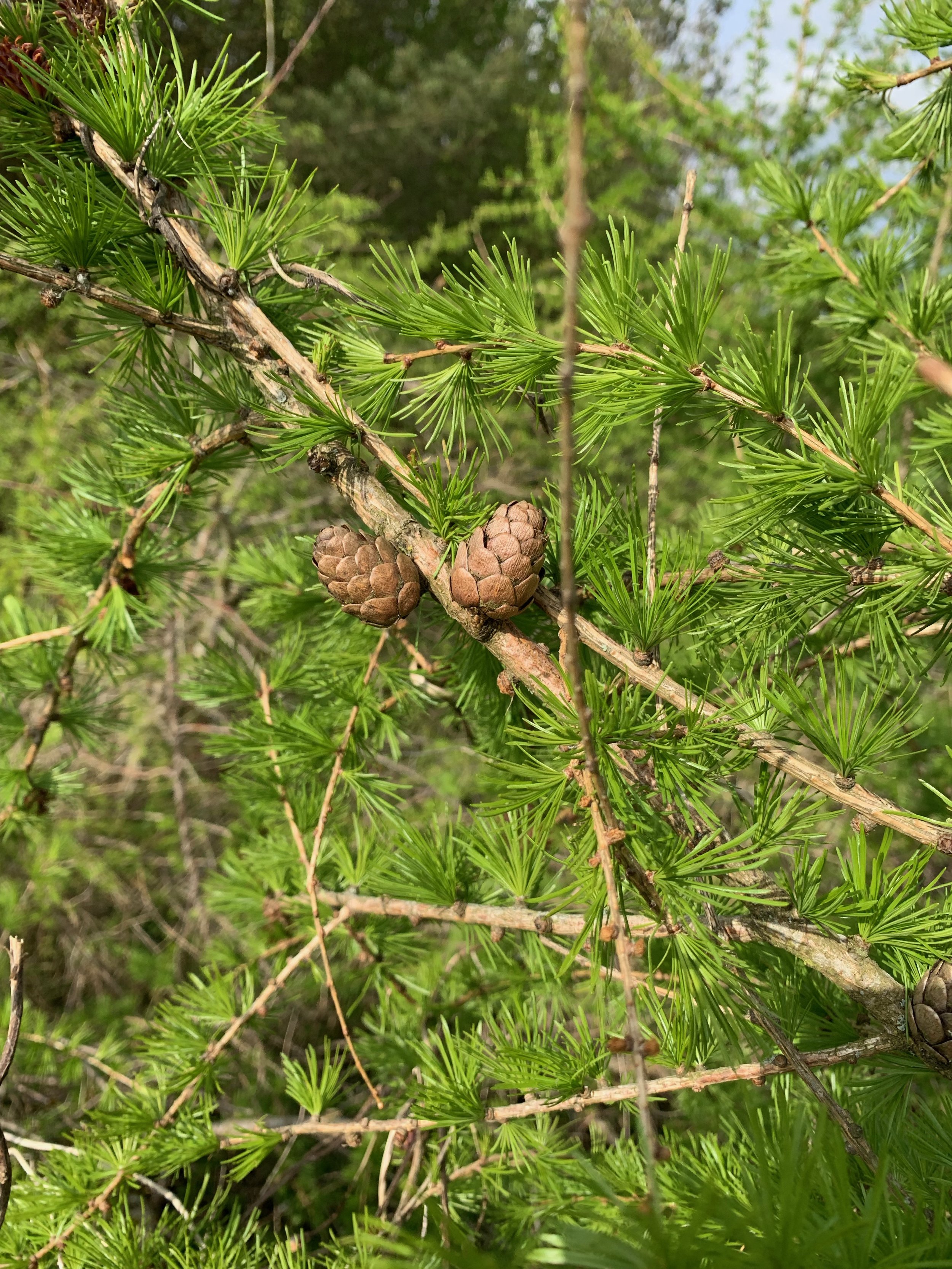 Larix species - Larches — BSBI VC77